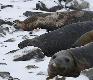 Elphant Seals in the rock and snow with one looking directly at the camera