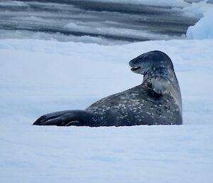 A Leapord Seal hanging out on the ice