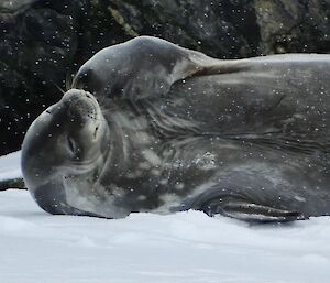 A Weddell Seal laying on the ice having a scratch