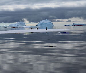 Three penguins standing on a piece of ice with an iceberg in the background