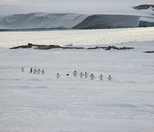 A waddle of Penguins walking towards the camera on the snow with the bay and ice cliffs in the background