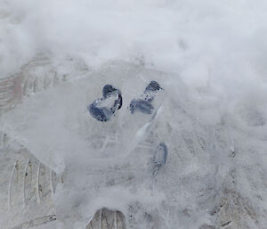 Frozen screws in ice