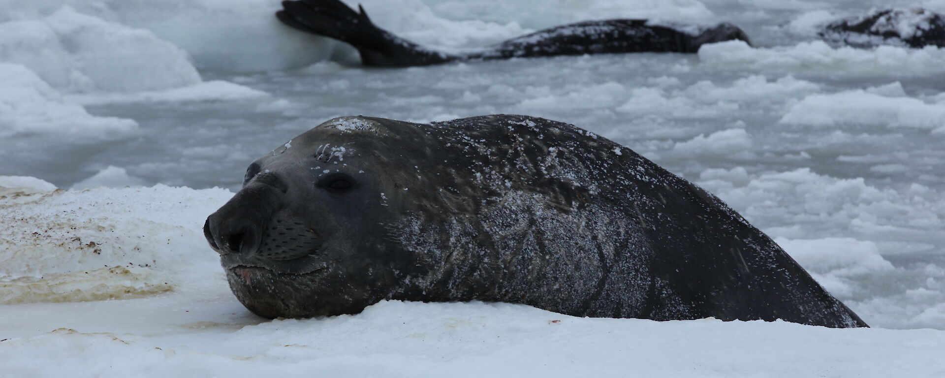 Elephant Seal climbing out of the water onto the ice with another seal in the background
