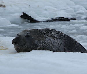 Elephant Seal climbing out of the water onto the ice with another seal in the background