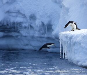 One Adélie penguin jumping in the water and one looking to go next