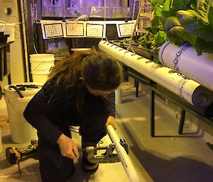 Tanya working in hydro laying some new pipes, kneeling on the ground, to expand our lettuce area