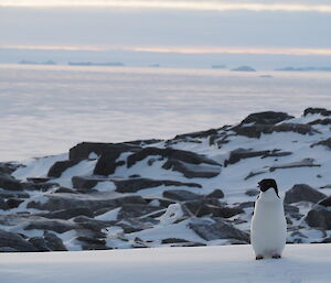 An Adélie penguin on the snow at Casey with rocks and ice in the background