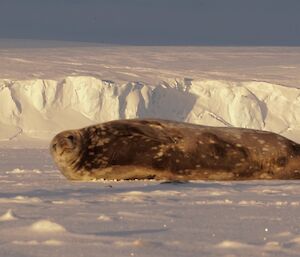 Weddell seal and Peterson Glacier in the background
