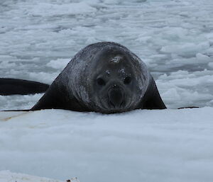 AnElephant Seal getting out of the water onto the ice