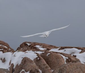 A snow petrel in flight heading towards the camera with rocks and snow underneath