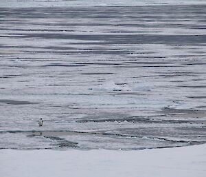 One Adélie penguin on the ice flow