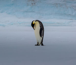 A lone Emperor Penguin standing with his head down with ice and snow all around