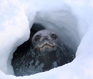 A Weddell Seal pops up in an ice hole