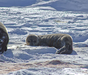 Weddel seal pup on the snow