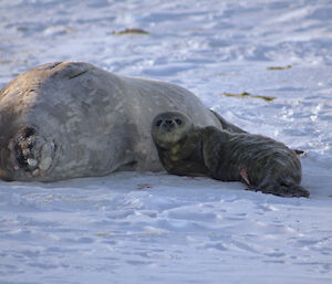 Weddell seal and pup on the ice with the weddell pup looking at the camera