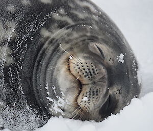 The face of a Weddell Seal with its eyes closed lying on the snow