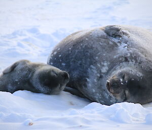 Weddell Seal mother and pup take a nap
