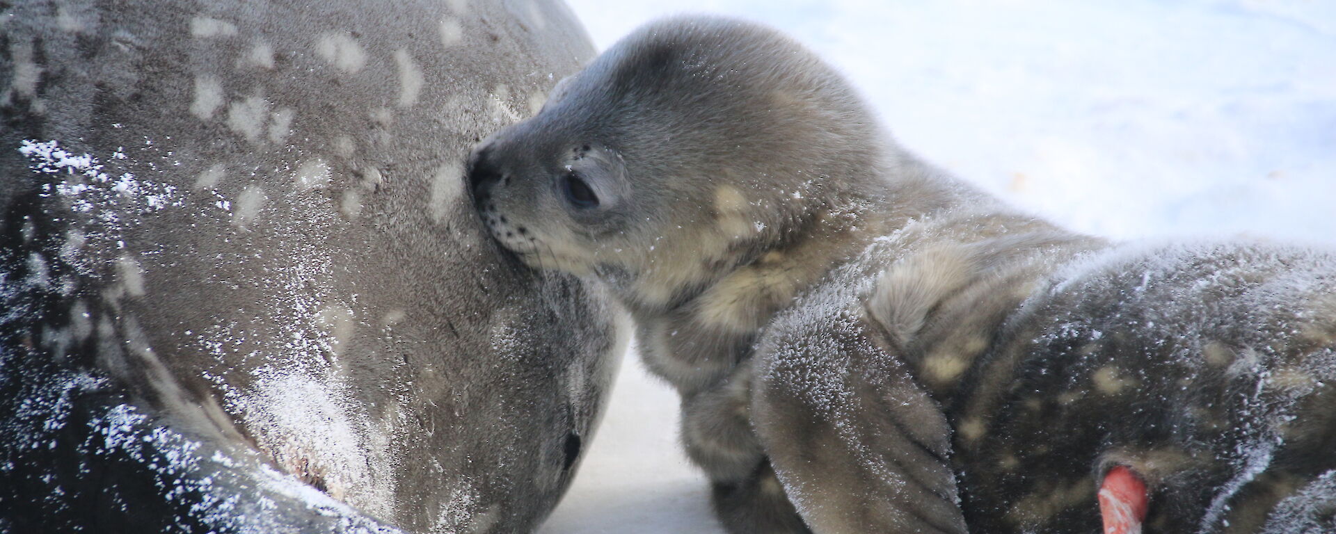 Weddell Seal pup feeding from its mother