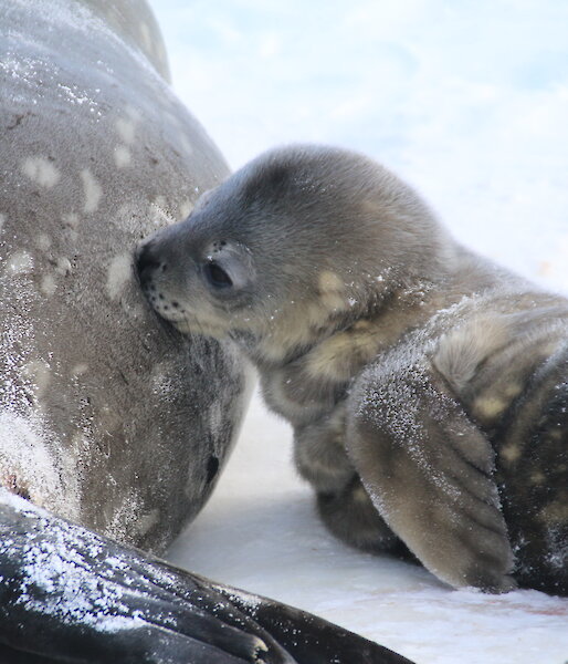 Weddell Seal pup feeding from its mother