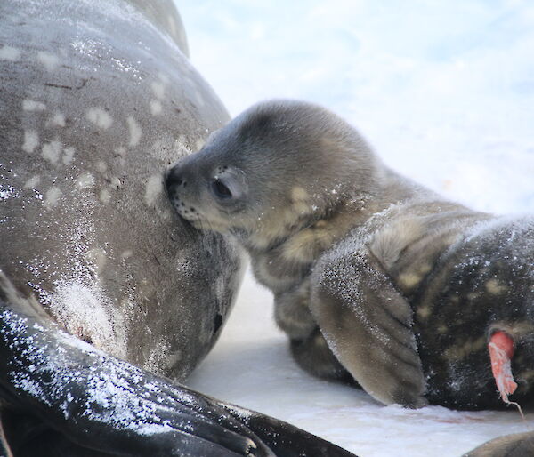 Weddell Seal pup feeding from its mother