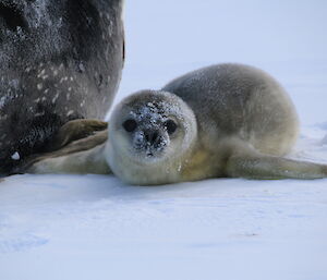 A Weddell Seal pup looking atthe camera with a little snow on its face