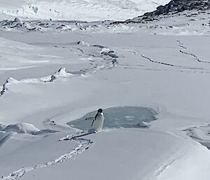 A solitary Adélie penguin on the sea ice at the Casey wharf