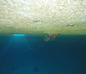 The robot BRUIE under the sea ice of O'Briens Bay