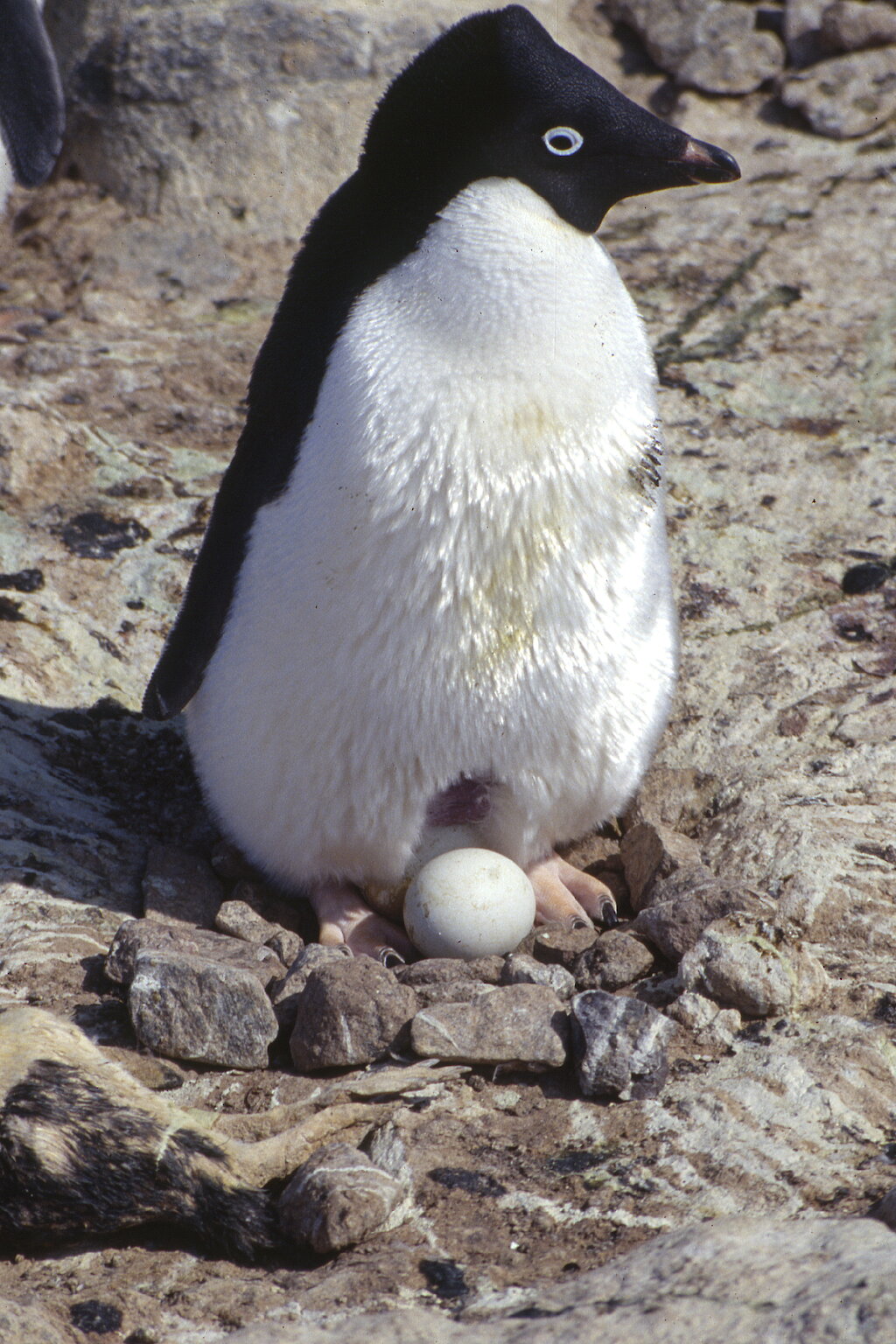 This week at Casey: 13 December 2019 — Australian Antarctic Program