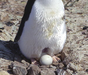 Adélie penguin and its egg