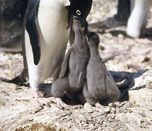 An Adélie penguin feeding two hungry chicks