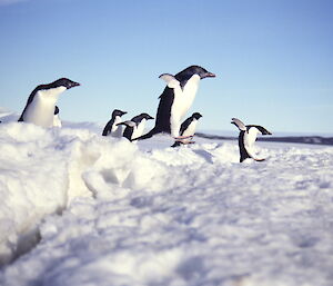 An Adélie penguin jumping a tide crack