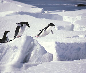 An Adélie jumping off an iceberg into the sea