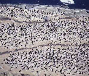 Adélie nest site on the rocks at Shirley Island