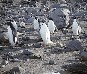 A leucistic Adélie penguin lacking the dark pigment nesting along with other Adélie penguins