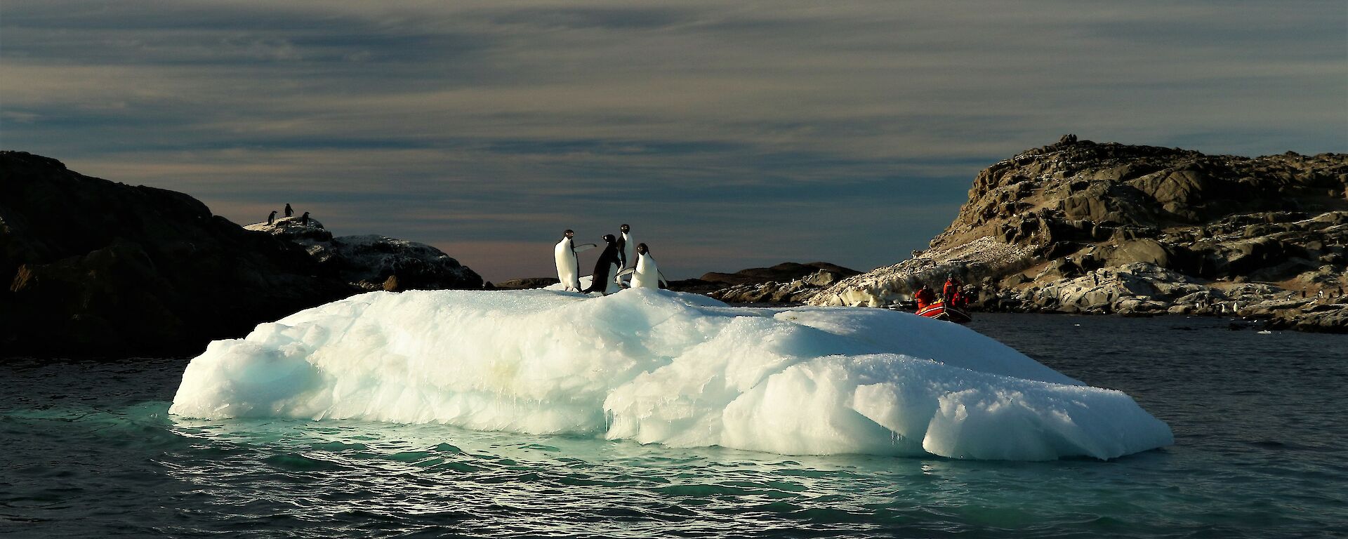 Adélie penguin on berg
