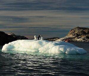 Adélie penguin on berg