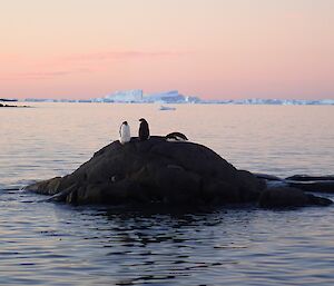 Pink sky penguins