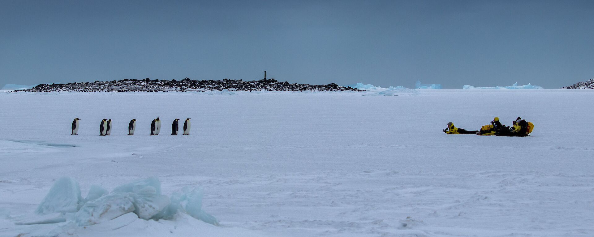 Emperor penguins at Davis Station