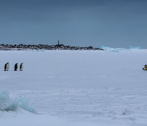 Emperor penguins at Davis Station