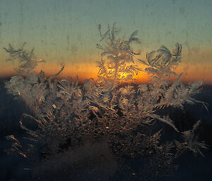 Ice ferns on glass