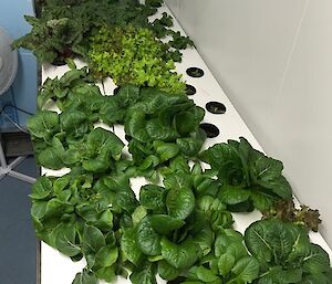 Antarctic hydroponics greens