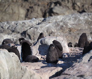 Baby Adélie penguins