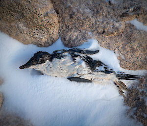 Adélie penguin remains