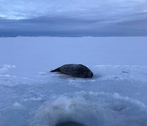 Weddell seal at haul out hole