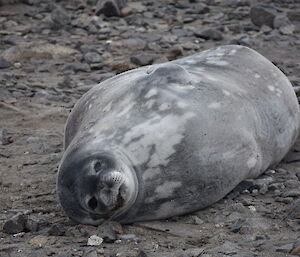 Weddell seal