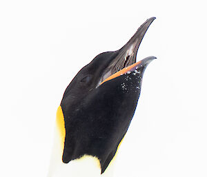 Emperor penguin