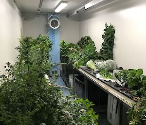 Davis Station hydroponics