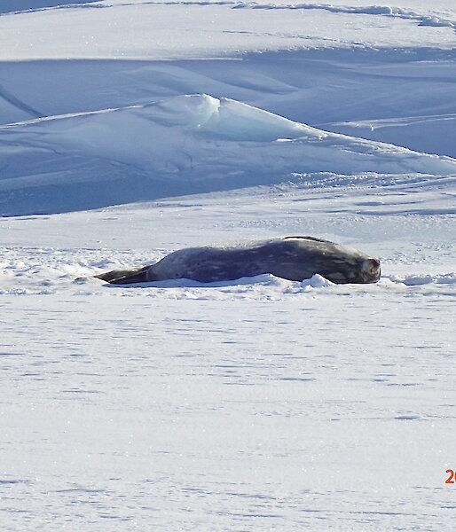 Pregnant Weddell seal in Long Fjord
