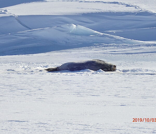 Pregnant Weddell seal in Long Fjord