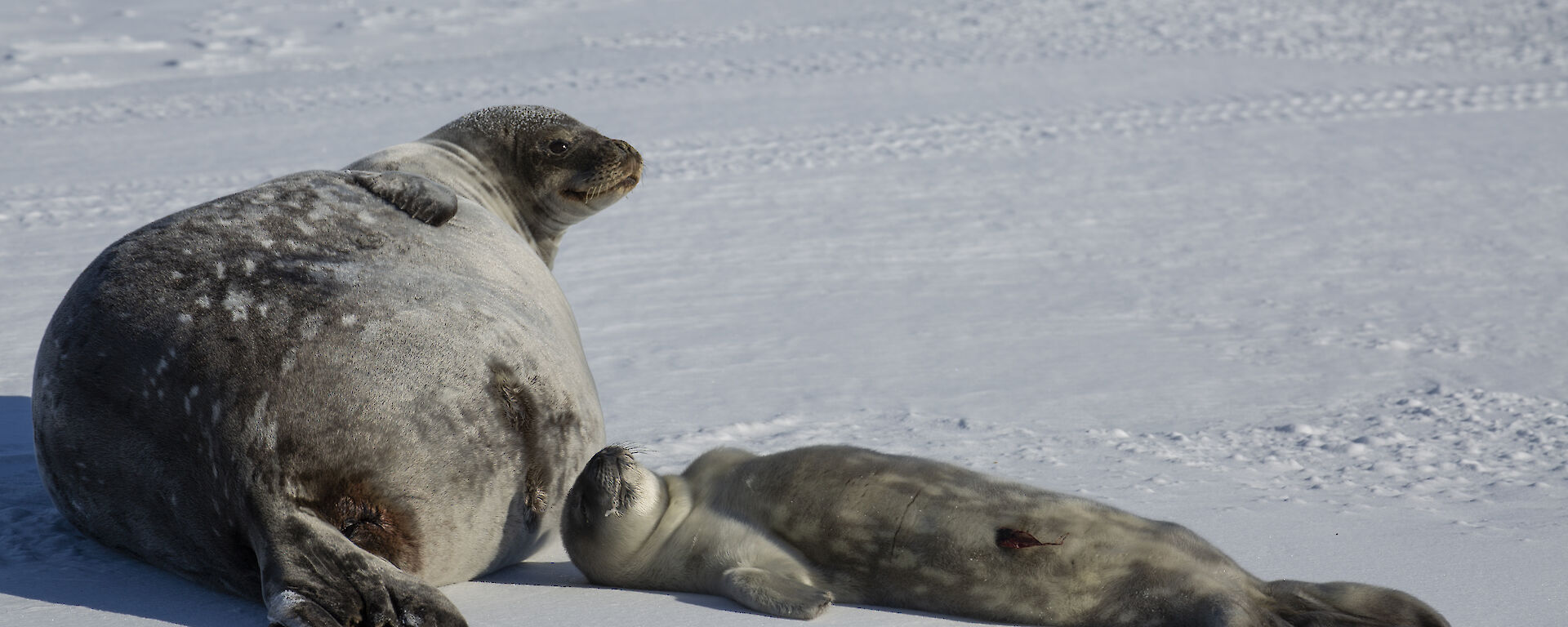 Mum Weddell seal with healthy pup